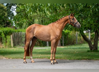 NRPS, Wallach, 4 Jahre, 148 cm, Fuchs