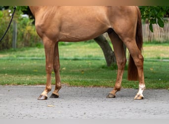 NRPS, Wallach, 4 Jahre, 148 cm, Fuchs