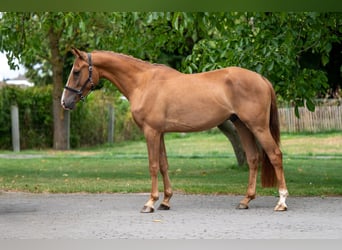 NRPS, Wallach, 4 Jahre, 148 cm, Fuchs