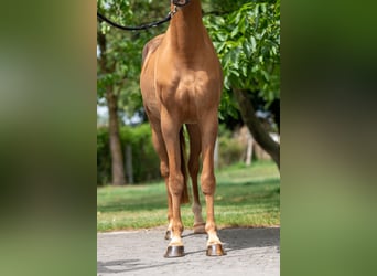NRPS, Wallach, 4 Jahre, 148 cm, Fuchs