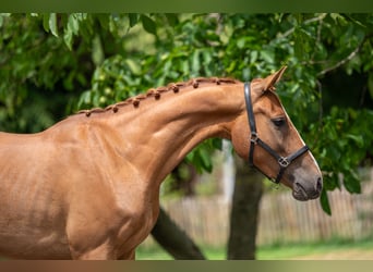 NRPS, Wallach, 4 Jahre, 148 cm, Fuchs