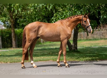 NRPS, Wallach, 4 Jahre, 148 cm, Fuchs