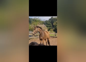 NRPS, Wallach, 4 Jahre, 155 cm, Falbe