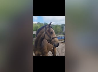 NRPS, Wallach, 4 Jahre, 155 cm, Falbe