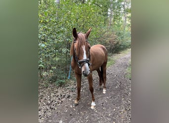 NRPS, Wallach, 4 Jahre, 157 cm, Fuchs