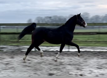 NRPS, Wallach, 4 Jahre, 160 cm, Dunkelbrauner