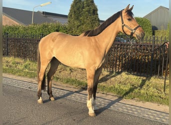 NRPS, Wallach, 4 Jahre, 162 cm