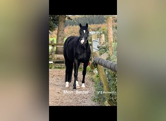 NRPS, Wallach, 4 Jahre, 163 cm, Rappe