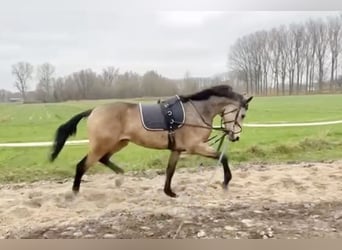 NRPS Mix, Wallach, 4 Jahre, 167 cm, Buckskin