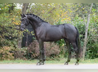 NRPS, Wallach, 4 Jahre, 170 cm, Rappe