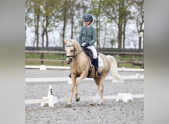 NRPS, Wallach, 5 Jahre, 144 cm, Palomino