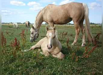 NRPS, Wallach, 5 Jahre, 146 cm, Palomino