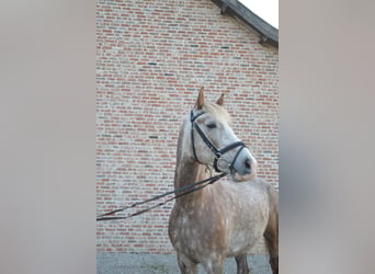 NRPS, Wallach, 5 Jahre, 147 cm, Schimmel