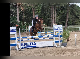 NRPS, Wallach, 5 Jahre, 156 cm, Brauner