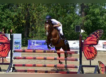 NRPS, Wallach, 5 Jahre, 158 cm, Brauner