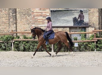 NRPS, Wallach, 5 Jahre, 158 cm, Brauner