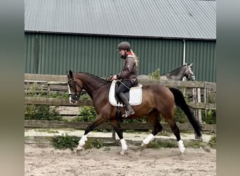 NRPS, Wallach, 5 Jahre, 160 cm, Dunkelbrauner