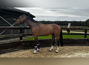 NRPS, Wallach, 5 Jahre, 163 cm, Rotbrauner