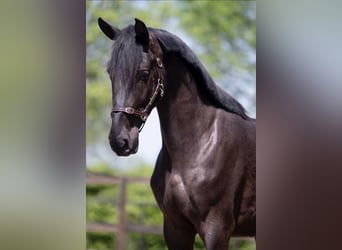 NRPS, Wallach, 5 Jahre, 165 cm, Rappe