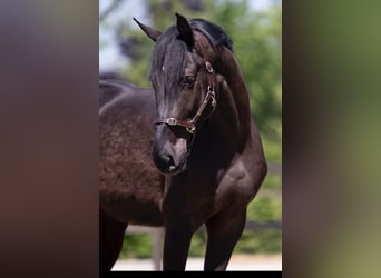 NRPS, Wallach, 5 Jahre, 165 cm, Rappe
