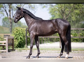 NRPS, Wallach, 5 Jahre, 165 cm, Rappe