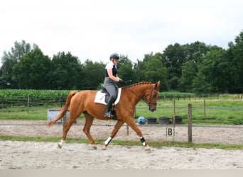 NRPS, Wallach, 5 Jahre, 173 cm, Fuchs