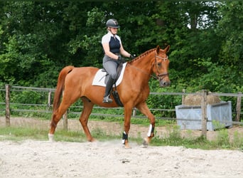 NRPS, Wallach, 5 Jahre, 173 cm, Fuchs