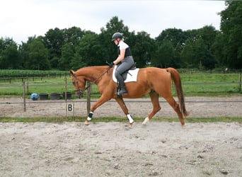 NRPS, Wallach, 5 Jahre, 173 cm, Fuchs