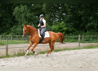 NRPS, Wallach, 5 Jahre, 173 cm, Fuchs