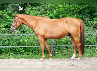 NRPS, Wallach, 5 Jahre, 173 cm, Fuchs