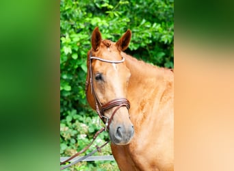 NRPS, Wallach, 5 Jahre, 173 cm, Fuchs