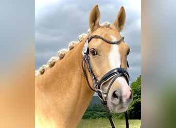 NRPS, Wallach, 5 Jahre, Palomino
