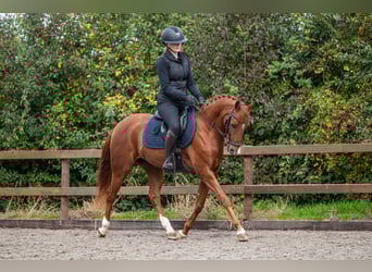 NRPS, Wallach, 6 Jahre, 143 cm, Fuchs