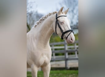 NRPS, Wallach, 6 Jahre, 143 cm, Palomino
