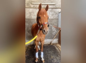 NRPS, Wallach, 6 Jahre, 147 cm, Fuchs