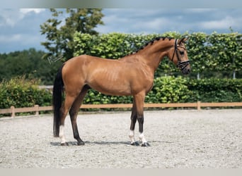 NRPS, Wallach, 6 Jahre, 150 cm, Falbe