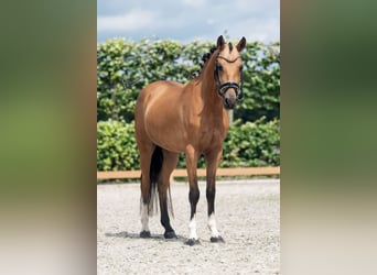 NRPS, Wallach, 6 Jahre, 150 cm, Falbe