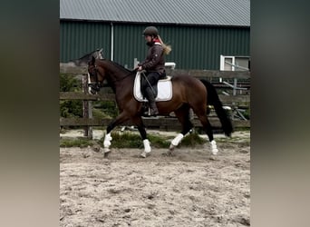 NRPS, Wallach, 6 Jahre, 160 cm, Brauner