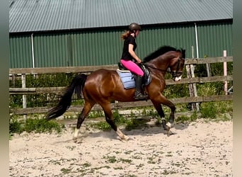 NRPS, Wallach, 6 Jahre, 160 cm, Brauner
