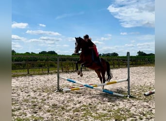 NRPS, Wallach, 6 Jahre, 160 cm, Brauner