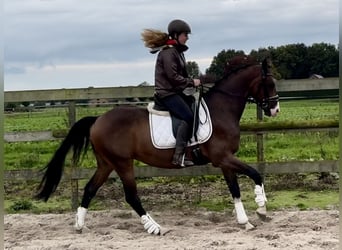 NRPS, Wallach, 6 Jahre, 160 cm