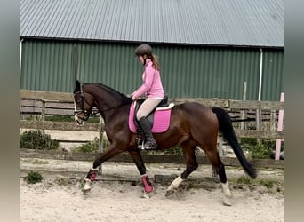 NRPS, Wallach, 6 Jahre, 160 cm, Dunkelbrauner