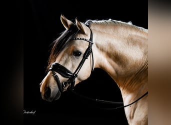 NRPS, Wallach, 7 Jahre, 147 cm, Falbe