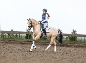 NRPS, Wallach, 7 Jahre, 147 cm, Falbe