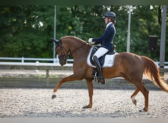 NRPS, Wallach, 7 Jahre, 148 cm, Fuchs