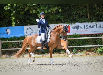 NRPS, Wallach, 7 Jahre, 148 cm, Fuchs