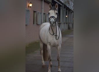 NRPS Mix, Wallach, 7 Jahre, 148 cm, Schimmel