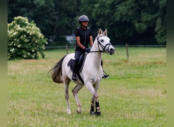 NRPS Mix, Wallach, 7 Jahre, 148 cm, Schimmel