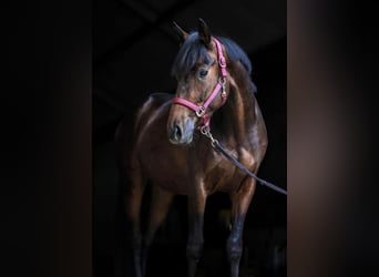 NRPS, Wallach, 7 Jahre, 162 cm, Dunkelbrauner