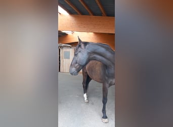 NRPS, Wallach, 7 Jahre, 167 cm, Schwarzbrauner